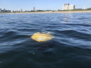 検見川の浜イエローブイ