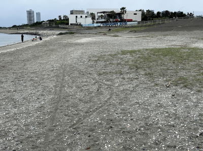 2025年第2回検見川ビーチ連盟主催検見川の浜定期ビーチクリン開催